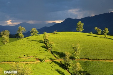 Cảnh sắc choáng ngợp của những đồi chè Long Cốc ở Phú Thọ