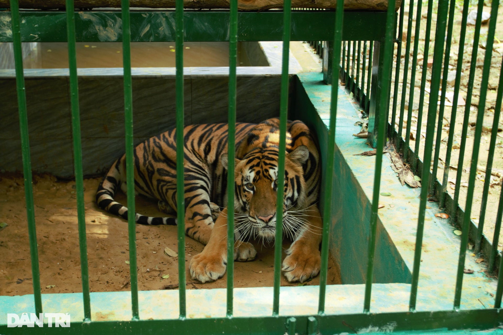 Indochinese tigers at Phong Nha-Ke Bang National Park