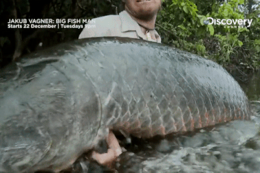 Sự hồi sinh khó tin của loài "thủy quái" nước ngọt khổng lồ sông Amazon