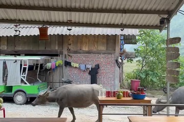 Cô gái Philippines bất ngờ khi thấy đàn trâu lững thững đi trước cửa