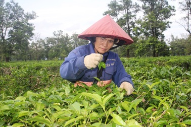 Đời "phu chè" nhọc nhằn bên những gốc chè cổ thụ