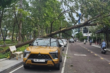 Cây xanh bật gốc giữa phố đè trúng ô tô và một phụ nữ