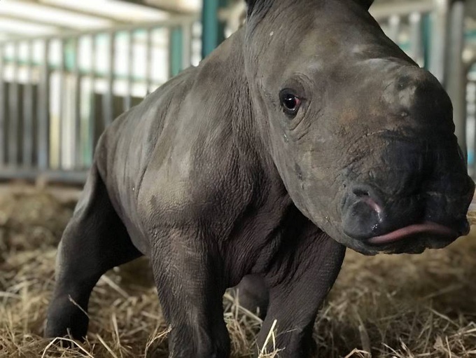 Giữa &quot;tâm bão&quot; dịch Covid-19, Vinpearl Safari đón bé tê giác mới chào đời với cái tên &quot;Chiến thắng&quot; - Ảnh 2.