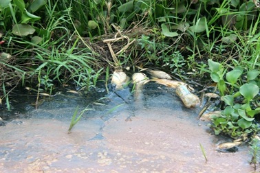 Cá chết bất thường trên sông Bà Rén