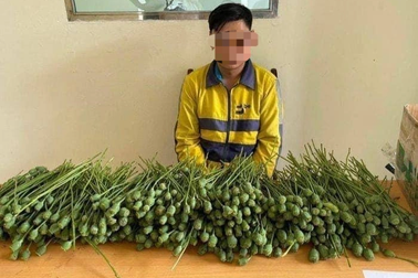 Tài xế mang 5kg cây thuốc phiện rồi bị bắt ở cổng trường: Hãng xe lên tiếng