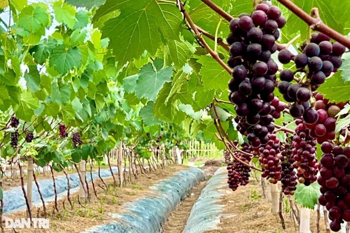 Chủ vườn nho rủng rỉnh tiền nhờ cách làm độc lạ, khác biệt - 1 Chủ vườn nho rủng rỉnh tiền nhờ cách làm độc lạ, khác biệt - 1