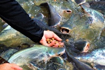 Đàn cá hàng ngàn con đến nhà dân "xin thức ăn", chủ nhà gọi cá là "con"