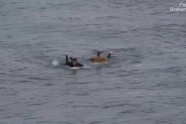 Thoát chết trong gang tấc nhờ đấm liên tiếp vào cá mập