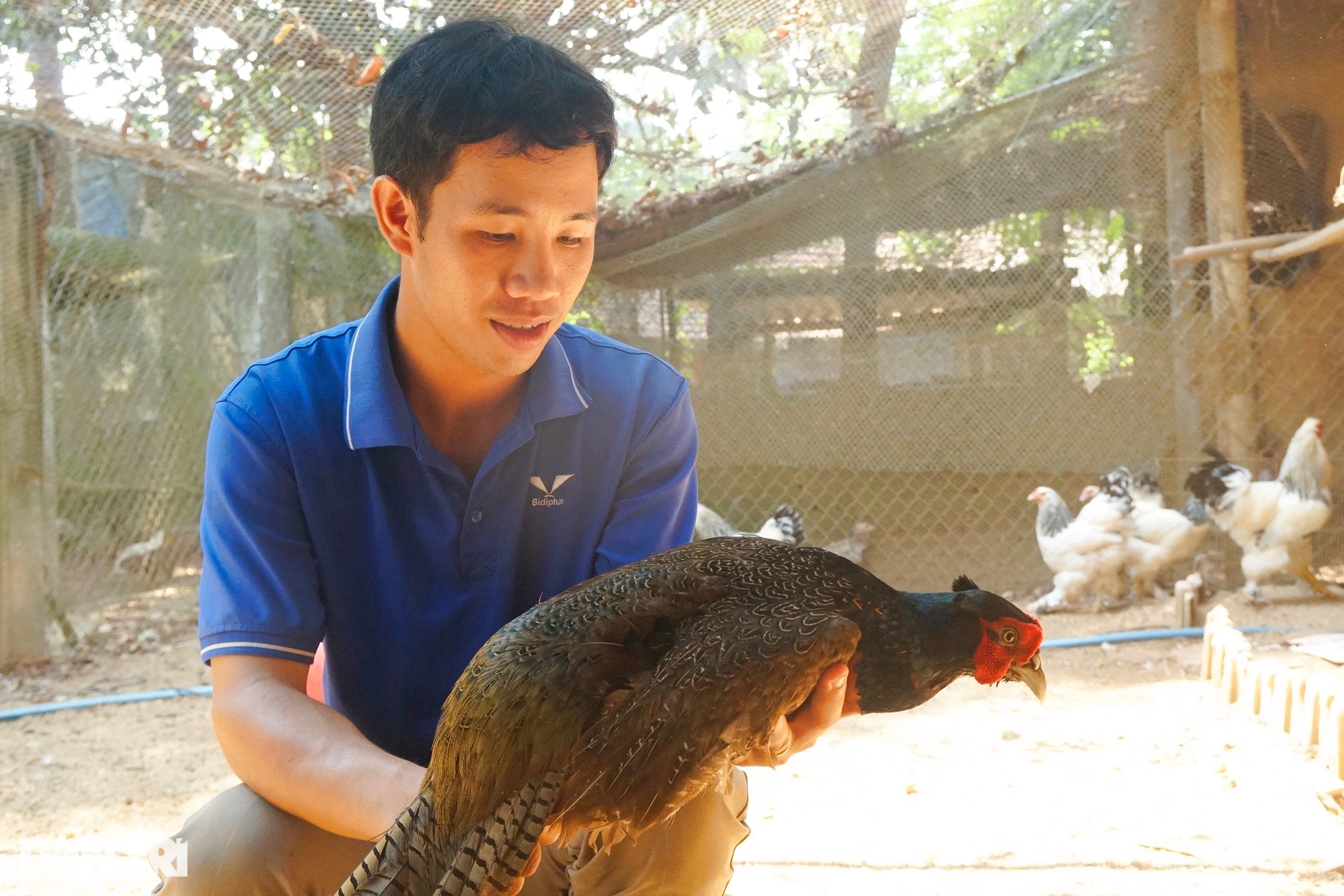 Anh Tín phát triển nhiều dòng chim trĩ 7 màu, gà xuất xứ từ nước ngoài (Ảnh: Doãn Công).