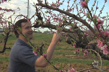 Gia đình nổi tiếng với 5 thế hệ trồng đào