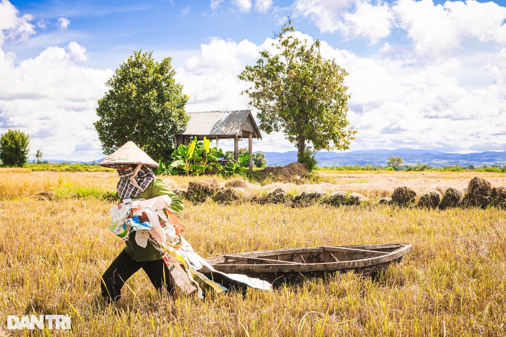 Nông dân chạy đua với thời gian để cứu lúa giữa trưa đứng bóng - 3 Nông dân chạy đua với thời gian để cứu lúa giữa trưa đứng bóng - 3