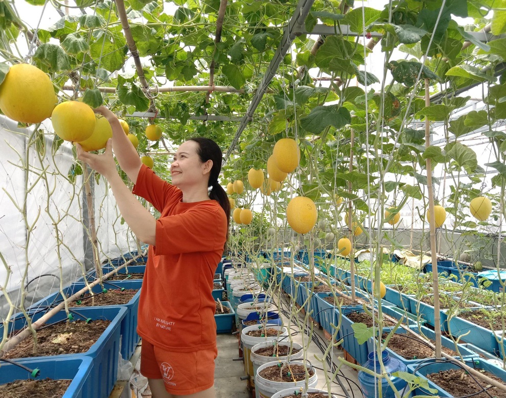 Ông bố mát tay làm vườn dưa lưới, thu hoạch 150kg/vụ ở Sài Gòn - 10