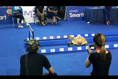 Clip "Cuộc đua giữa rùa và thỏ được tái hiện ngoài đời thực" ấn tượng nhất tuần qua