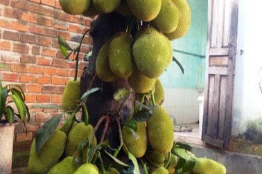 Cây mít trĩu trịt với hơn 300 trái