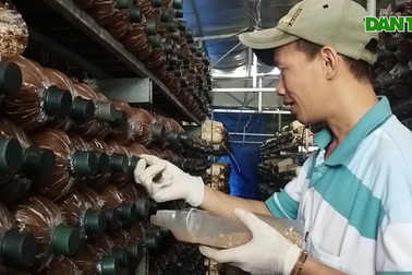 8X thu hàng trăm triệu/năm với nấm dễ trồng, năng suất cao