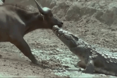 Đỉnh cao màn "kéo co" đầy kịch tính giữa trâu rừng và cá sấu sông Nile