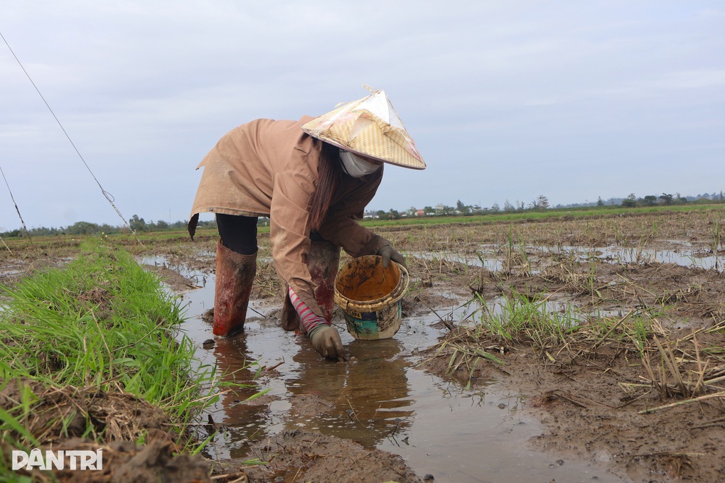 Nông dân thu lợi kép từ việc bắt loại thiên địch - 1