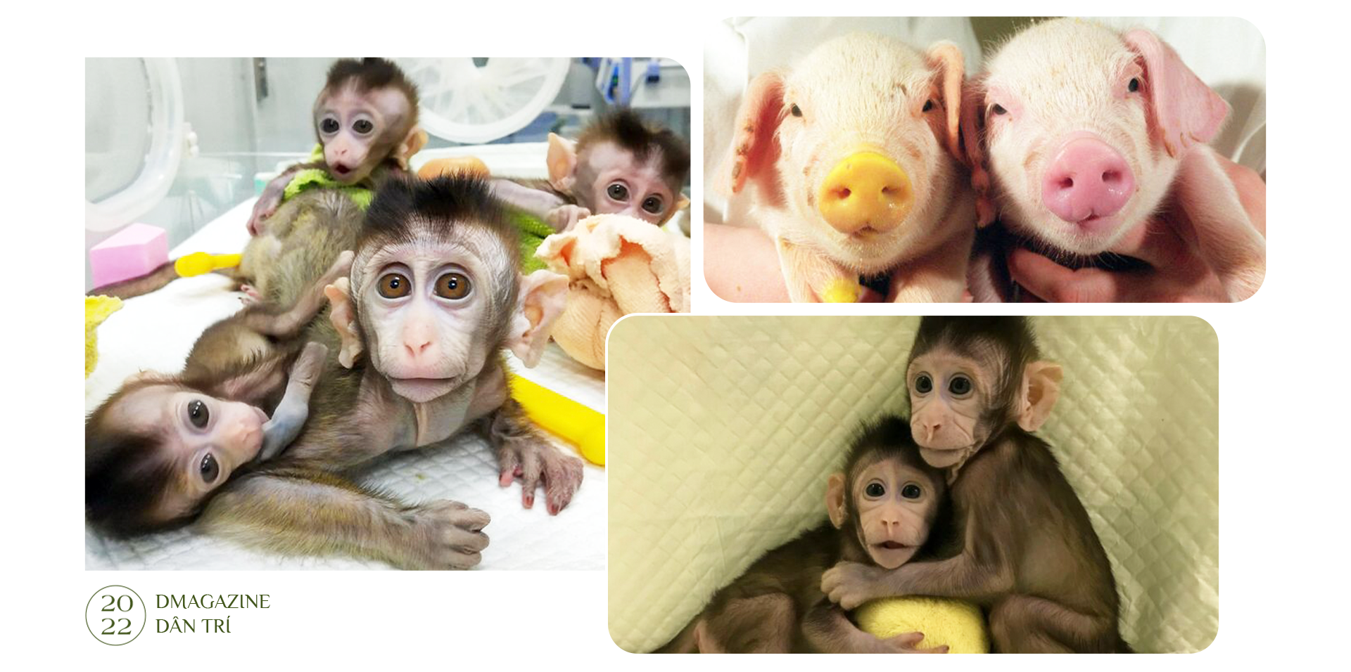 Phép màu cứu rỗi sinh vật bên bờ tuyệt chủng và tranh cãi của khoa học - 10 Phép màu cứu rỗi sinh vật bên bờ tuyệt chủng và tranh cãi của khoa học - 10