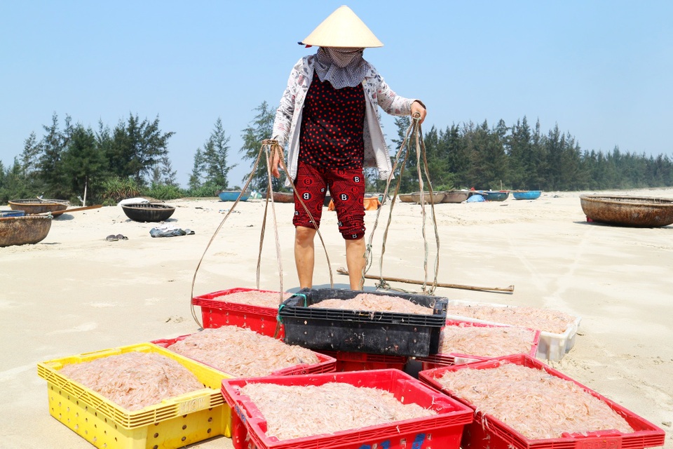 Ngư dân Quảng Nam trúng mùa ruốc biển - 6 Ngư dân Quảng Nam trúng mùa ruốc biển - 6