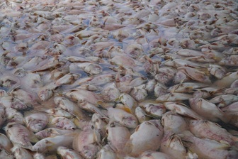 Vì sao hơn 70 tấn cá diêu hồng chết bất thường ở Cần Thơ?