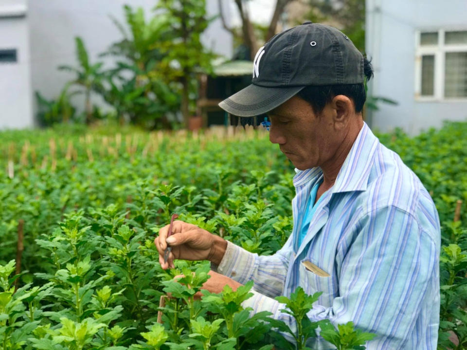 Nhặt nụ hoa cúc, việc thời vụ hái ra tiền mùa giáp Tết - 2 Nhặt nụ hoa cúc, việc thời vụ hái ra tiền mùa giáp Tết - 2