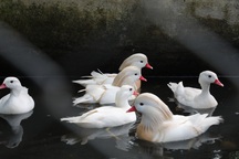 Độc đáo gà quý hiếm, chim quý tộc phục vụ đại gia chơi tết