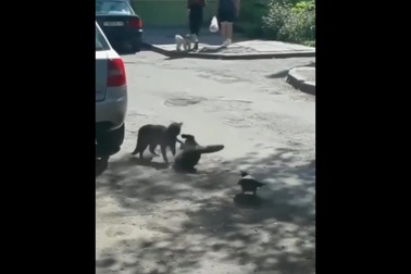 Quạ khiêu khích để 2 chú mèo lao vào đánh nhau