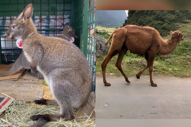 Vì sao lạc đà, chuột túi lại xuất hiện ở Cao Bằng?