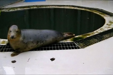 Hải cẩu hát Twinkle Little Star