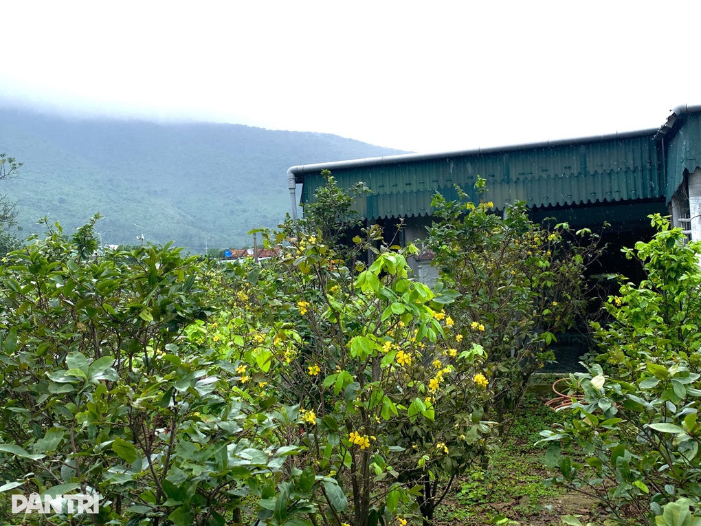 Mai vàng nở sớm, chủ vườn méo mặt lo mất Tết - 1 Mai vàng nở sớm, chủ vườn méo mặt lo mất Tết - 1