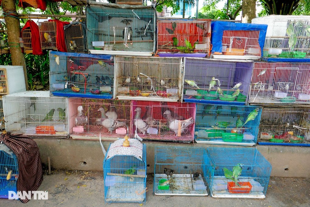 Tiểu thương Hà Nội hốt bạc bán hàng nghìn chim phóng sinh rằm tháng 7 - 9