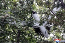 Triều Tiên tung bằng chứng cáo buộc UAV Hàn Quốc xâm phạm không phận