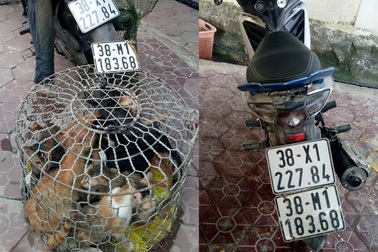 Bị phát hiện đang trộm mèo, 2 đối tượng vứt xe máy lội ruộng bỏ trốn