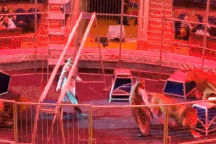 Hình ảnh động vật nổi bật: Sư tử bất ngờ vồ diễn viên trong màn xiếc thú