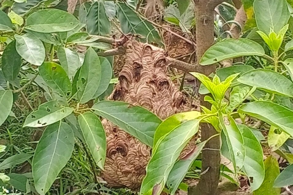 Chơi với ong vò vẽ, thu hàng chục triệu đồng - 8 Chơi với ong vò vẽ, thu hàng chục triệu đồng - 8