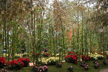 “Rừng” hoa bên hồ Gươm mờ ảo