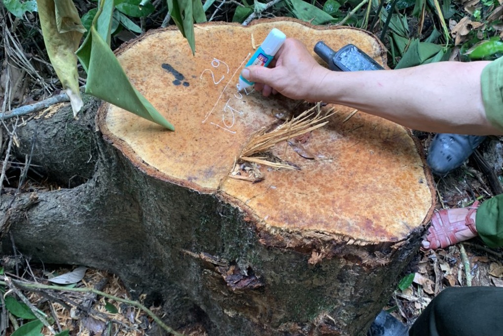 Rừng phòng hộ ở Gia Lai bị lâm tặc rút ruột trong thời gian dài - 2 Rừng phòng hộ ở Gia Lai bị lâm tặc rút ruột trong thời gian dài - 2