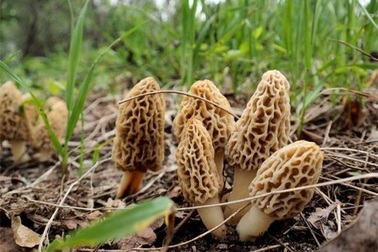 Loài cây "thoắt ẩn thoắt hiện" trên núi, bán 1 kg cầm ngay 5 triệu đồng