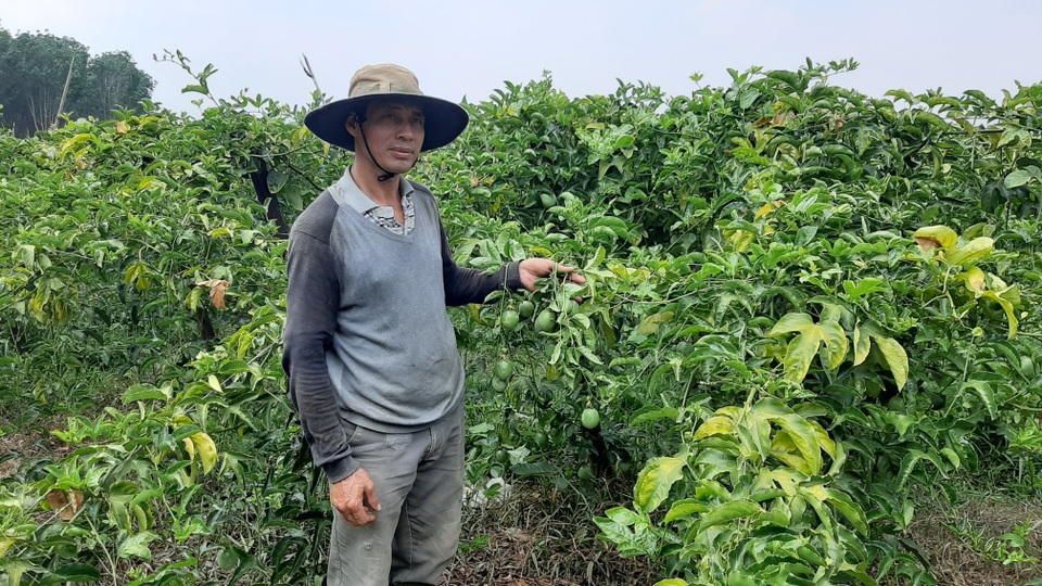 Người dân “khóc ròng” vì mua phải giống chanh dây “dỏm” - 3 Người dân “khóc ròng” vì mua phải giống chanh dây “dỏm” - 3