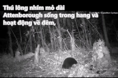Video thú lông nhím mỏ dài Attenborough được bẫy ảnh ghi lại trong đêm tối