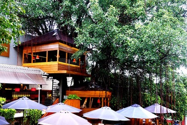 Độc đáo quán cà phê cheo leo trên cây ở Sài Gòn
