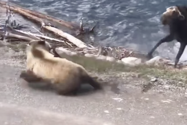 Nai mẹ bất lực nhìn gấu tấn công con mình