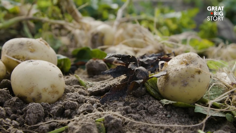 Bí mật để nông dân trồng loại khoai tây có giá 23 triệu đồng/kg. - 1 Bí mật để nông dân trồng loại khoai tây có giá 23 triệu đồng/kg. - 1