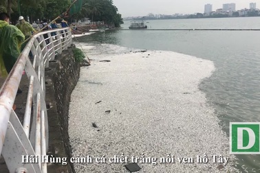 Hãi hùng hình ảnh cá tiếp tục chết trắng xóa ven Hồ Tây (Video: Trần Thanh)