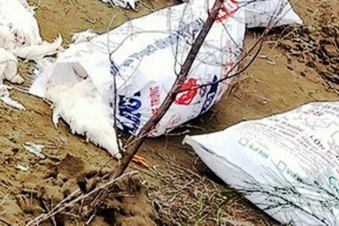 Hàng chục bao tải gà chết vứt la liệt dọc bờ biển