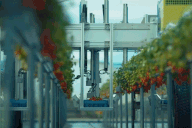 Loạt siêu robot tiền tỷ hái dâu tây nhanh thoăn thoắt, xuyên ngày đêm