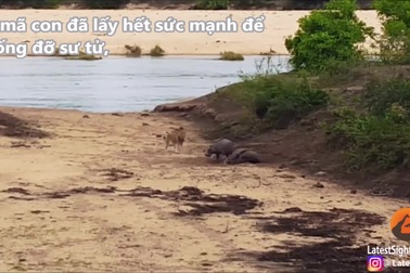 Hà mã con liều mình bảo vệ mẹ khỏi bị sư tử ăn thịt và cái kết