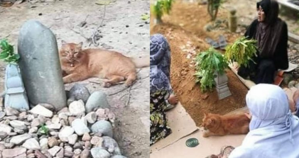 Cảm động chú mèo suốt hai năm, ngày nào cũng đến thăm mộ chủ - 1 Cảm động chú mèo suốt hai năm, ngày nào cũng đến thăm mộ chủ - 1