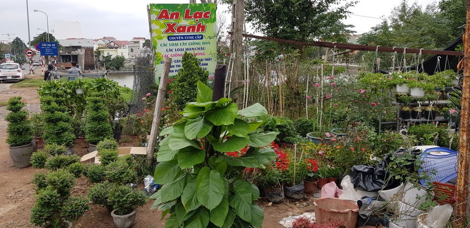 Trồng hơn 8.000 chậu hoa, đôi vợ chồng trẻ kỳ vọng kiếm trăm triệu đồng dịp Tết - 2 Trồng hơn 8.000 chậu hoa, đôi vợ chồng trẻ kỳ vọng kiếm trăm triệu đồng dịp Tết - 2