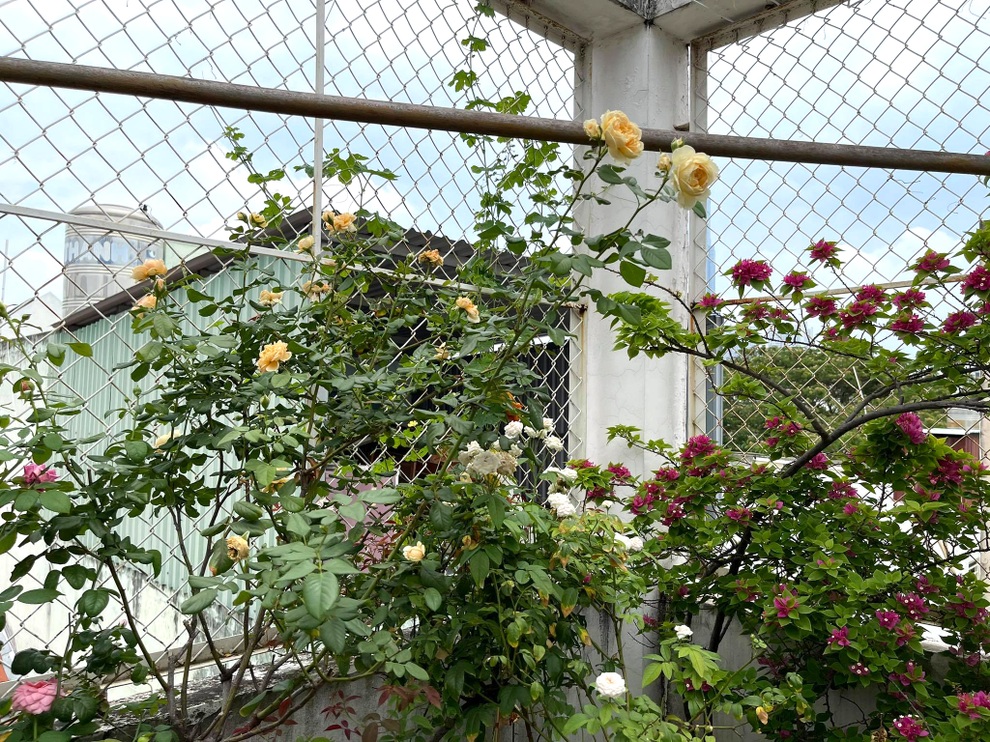 Ngắm vườn như rừng bách thảo trên sân thượng của nữ gia chủ ở Sài Gòn - 14